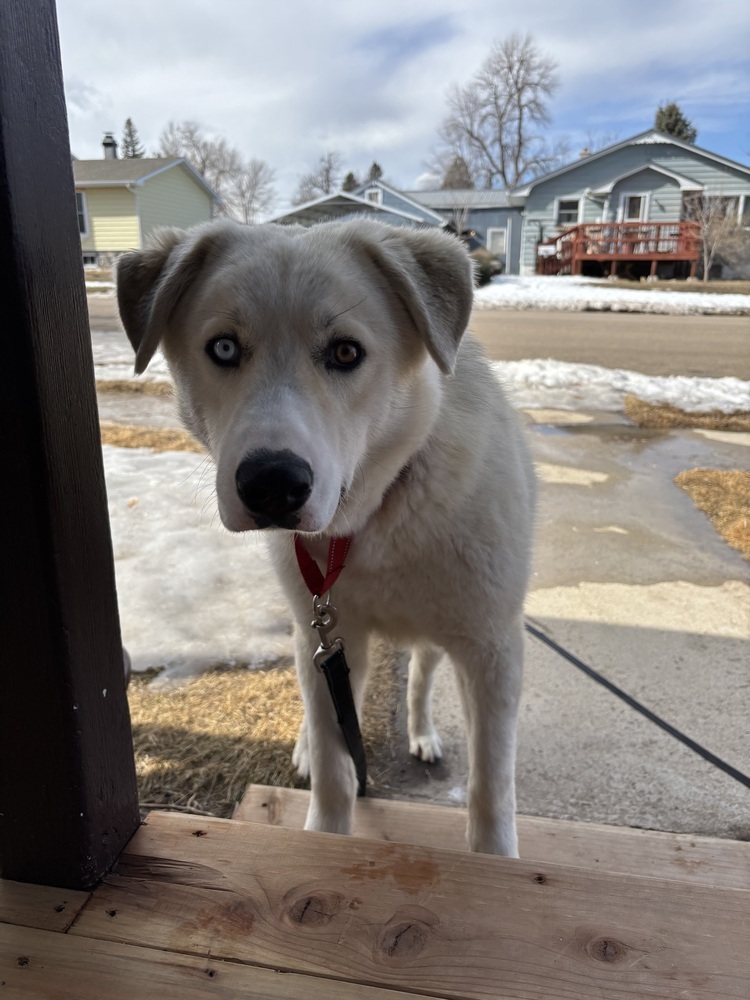 Tiago, an adoptable Great Pyrenees in Rapid City, SD, 57702 | Photo Image 6