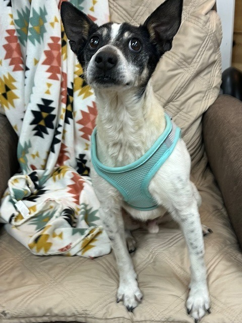 Louie