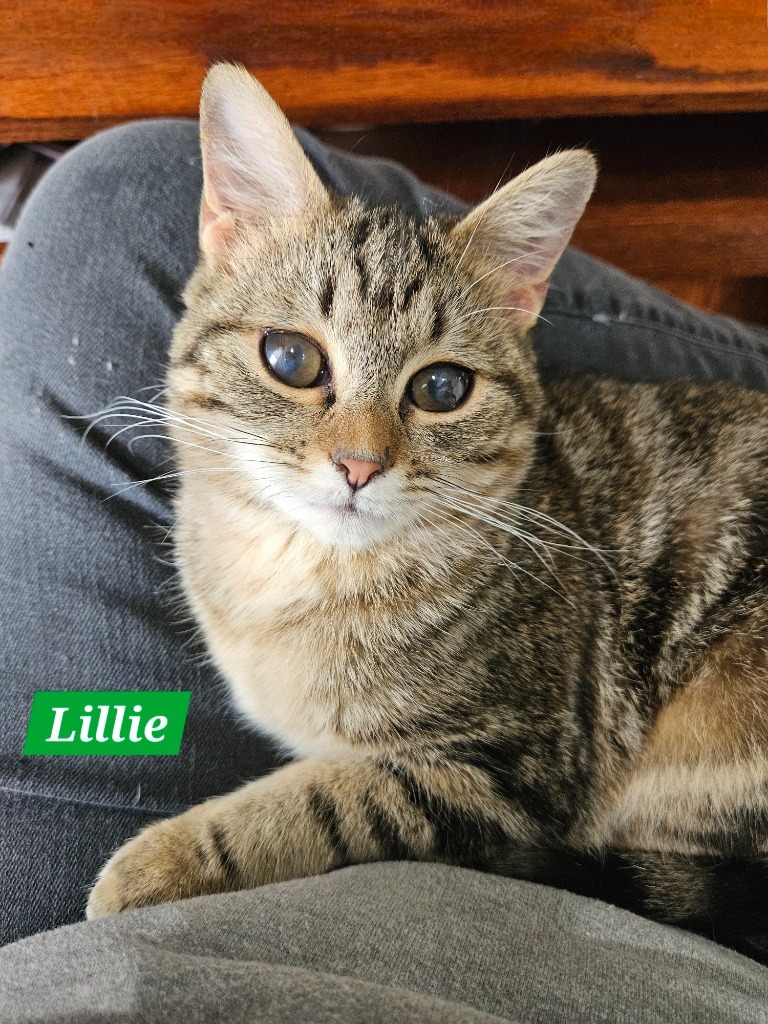 Lillie