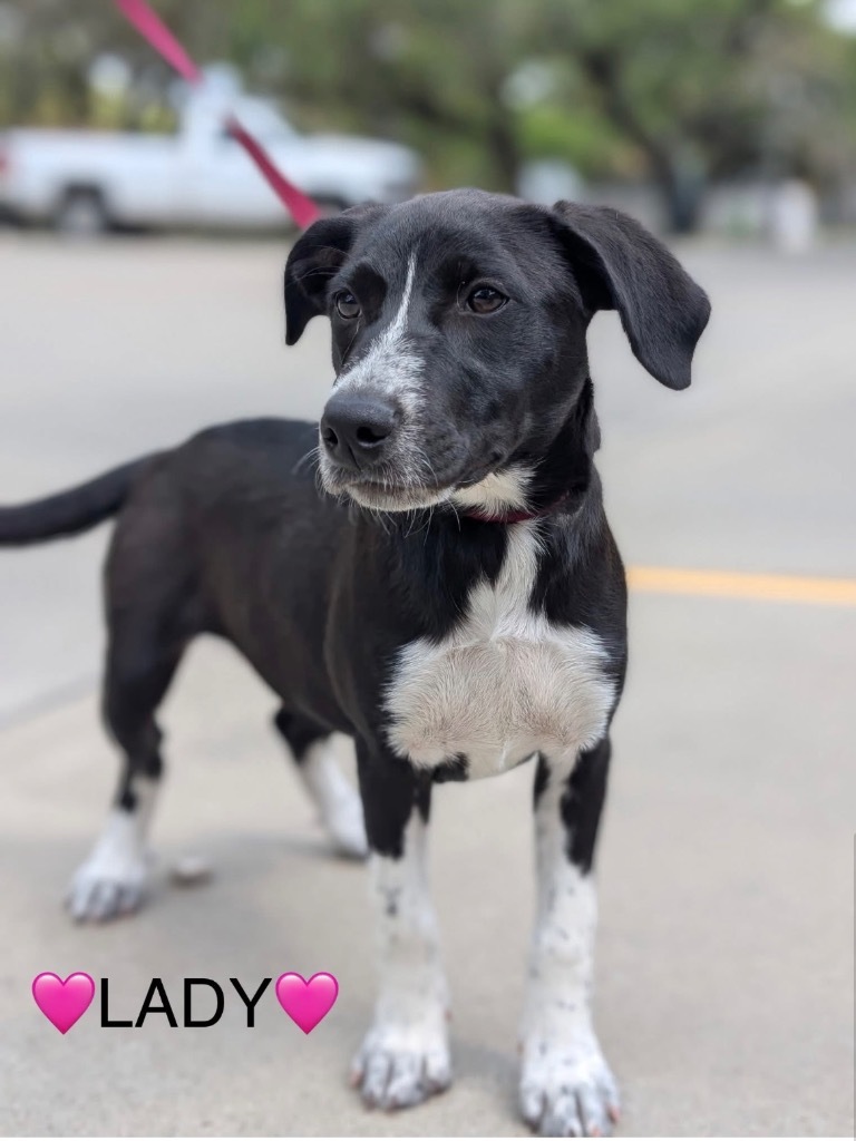 Lady