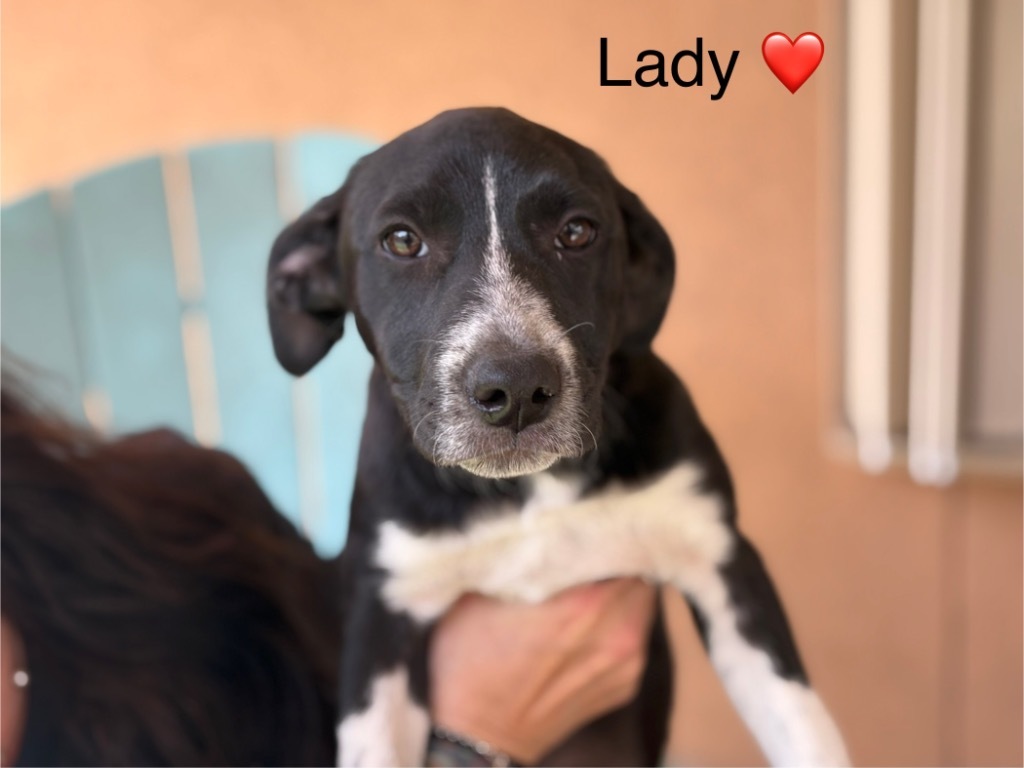 Lady