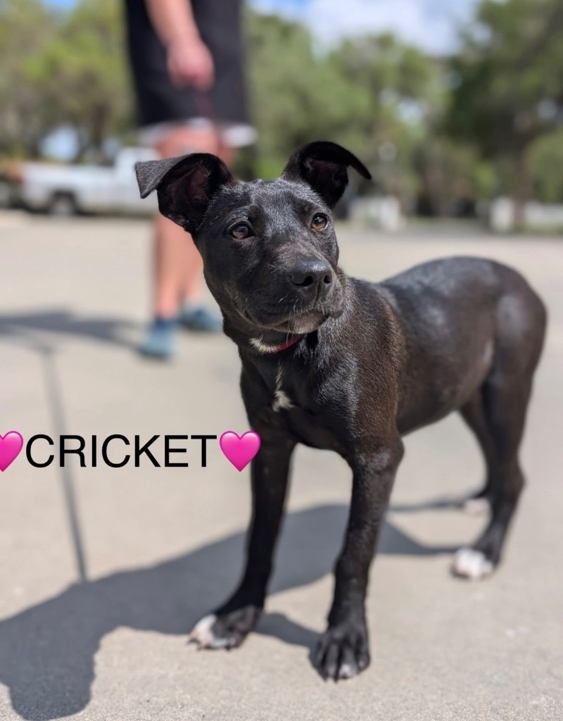 Cricket