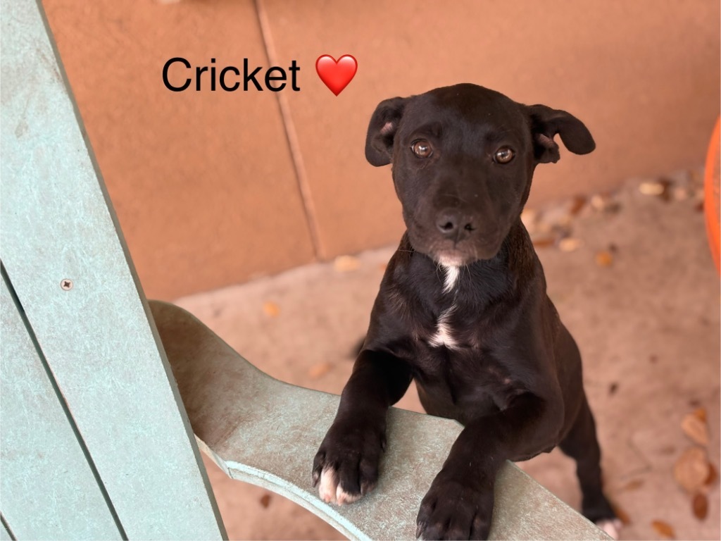 Cricket