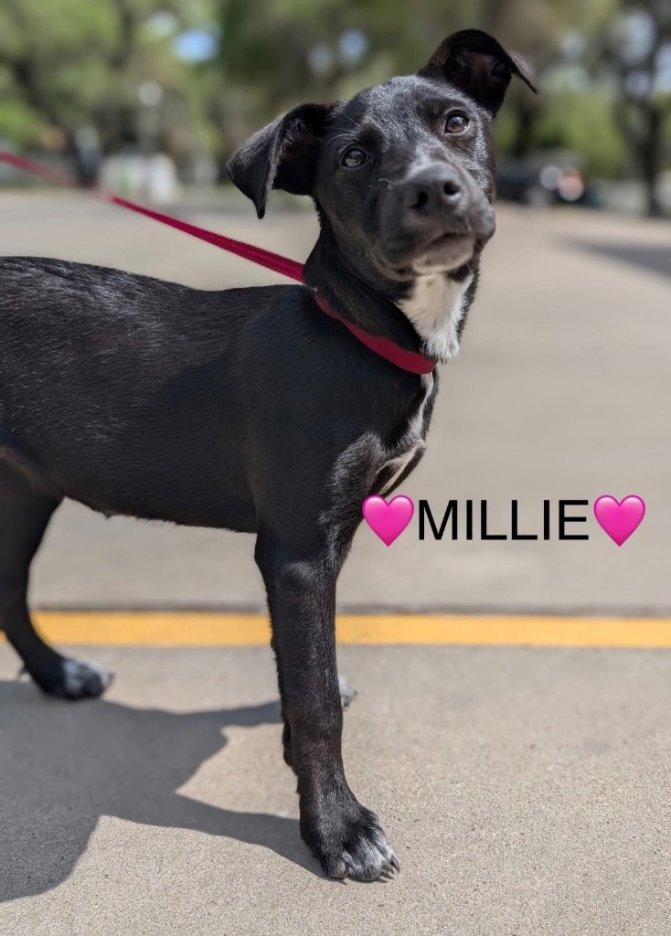 Millie
