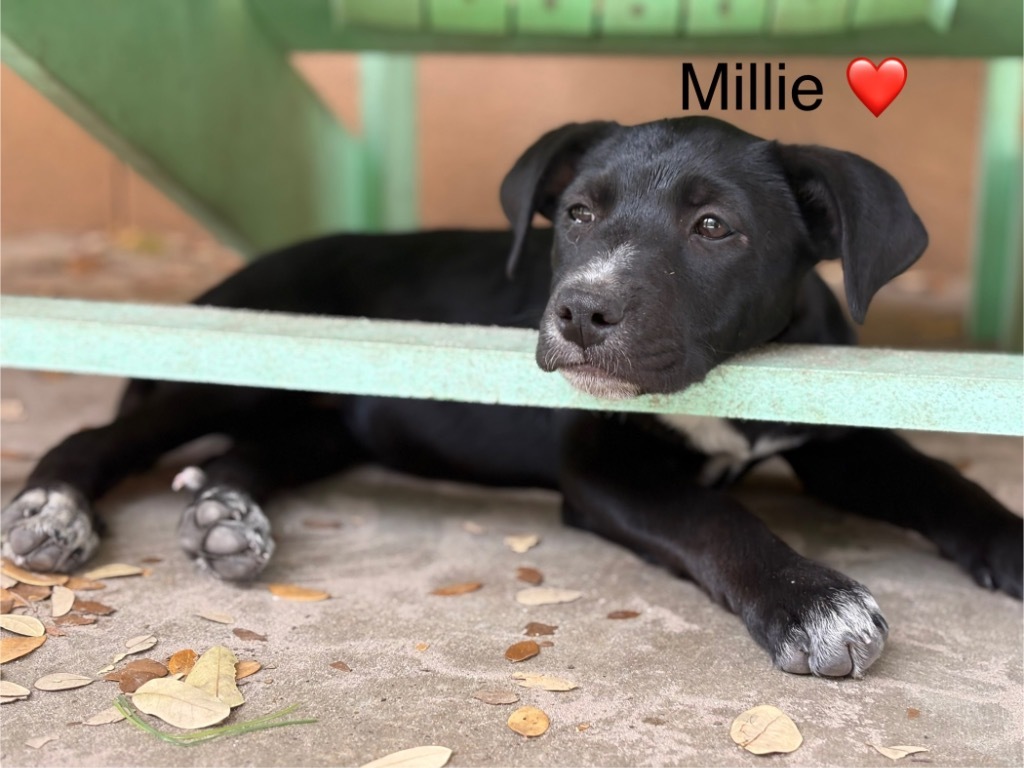 Millie