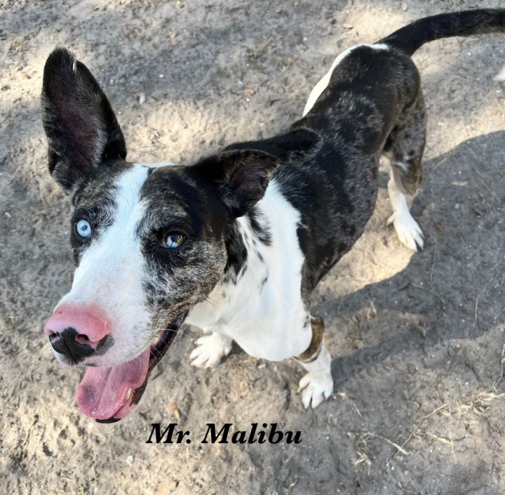 Malibu 4
