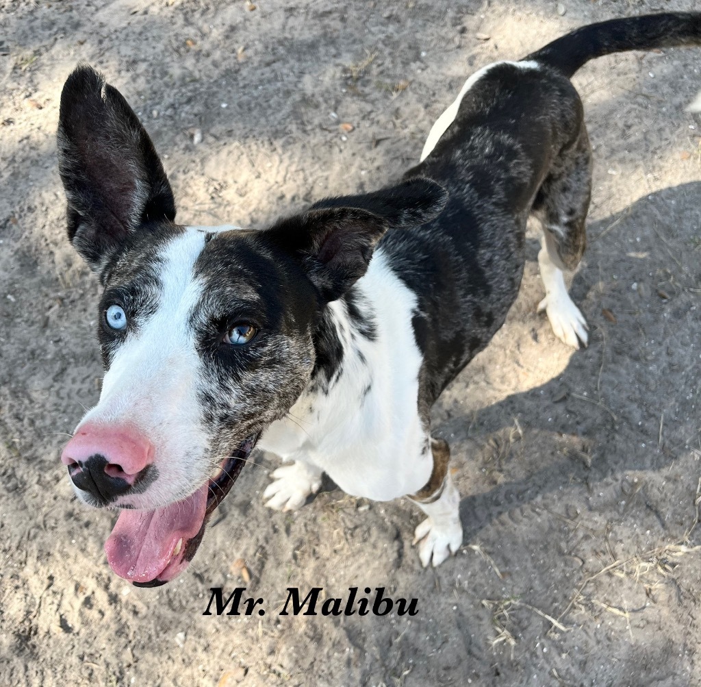 Malibu