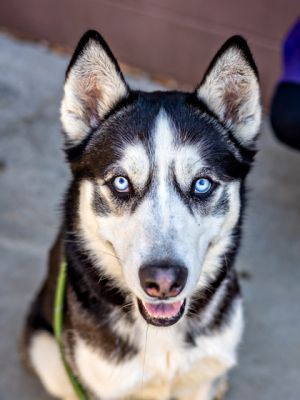 Jonathan -ADOPTED -TA