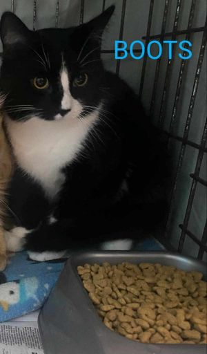 Boots, Young Male Domestic Short Hair