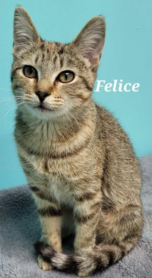 Felice