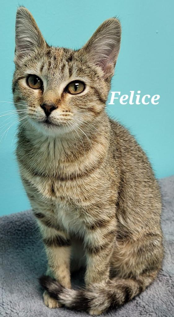 Felice 2