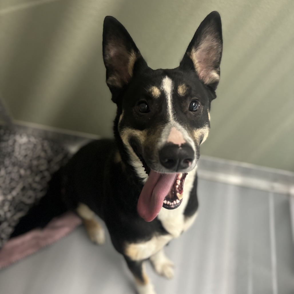 Rosie, an adoptable Mixed Breed in Spokane, WA, 99217 | Photo Image 2