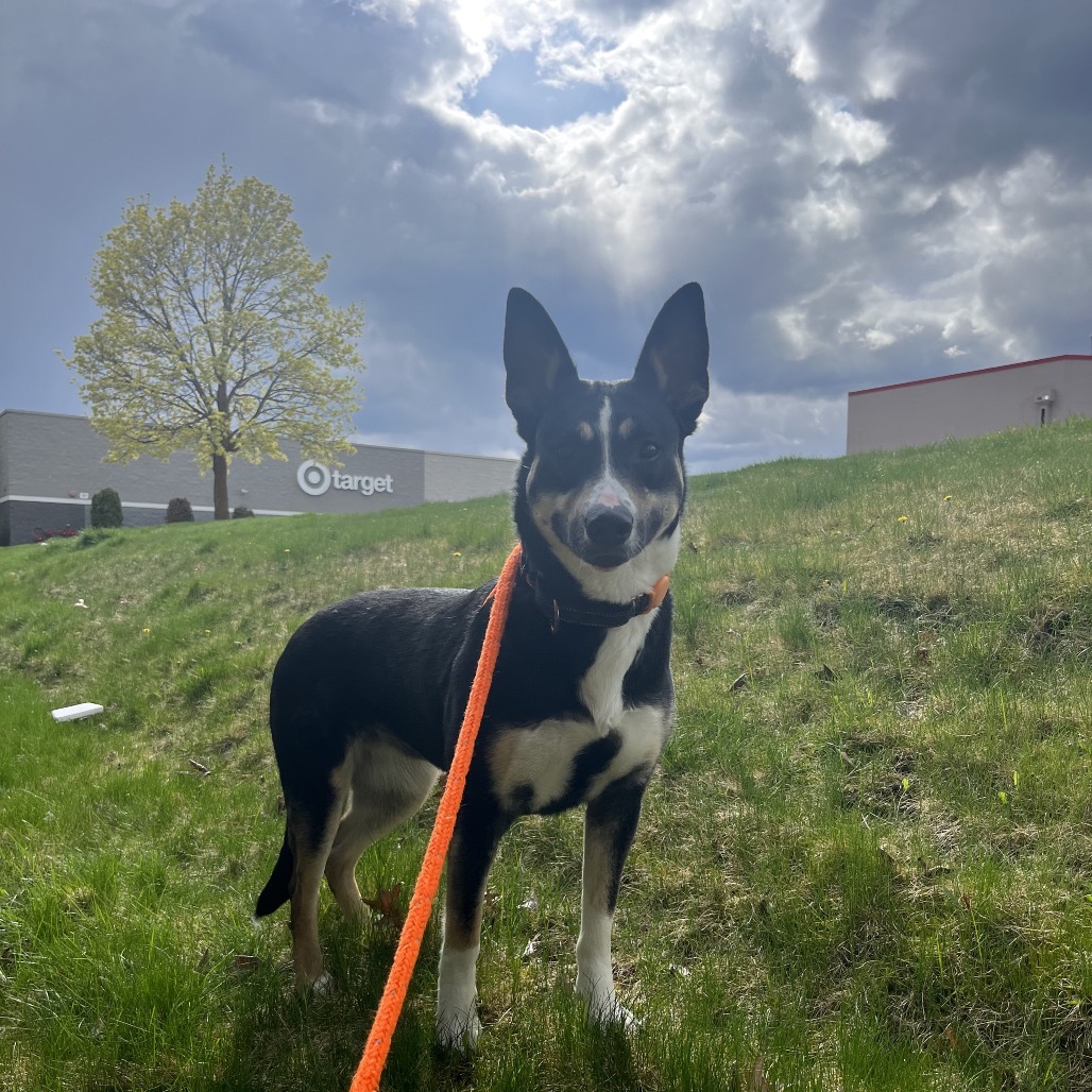 Rosie, an adoptable Mixed Breed in Spokane, WA, 99217 | Photo Image 3