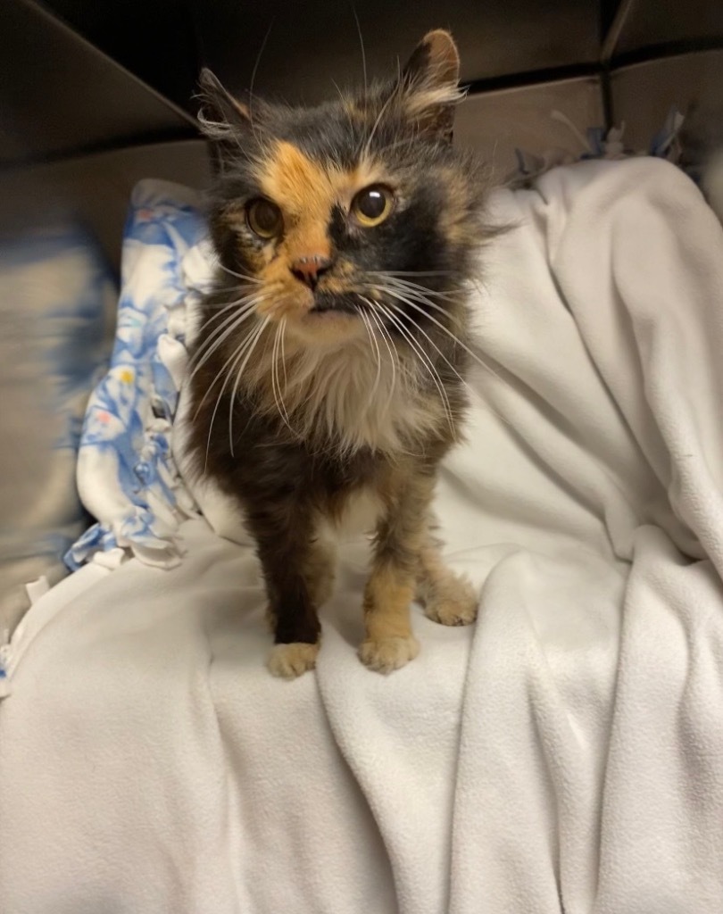 Delilah, an adoptable Domestic Long Hair in Elbow Lake, MN, 56531 | Photo Image 1