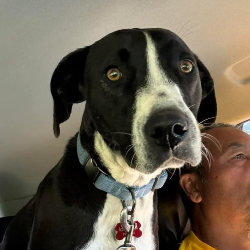 Buddy/ Horton, an adoptable Mixed Breed in Volcano, HI, 96785 | Photo Image 1