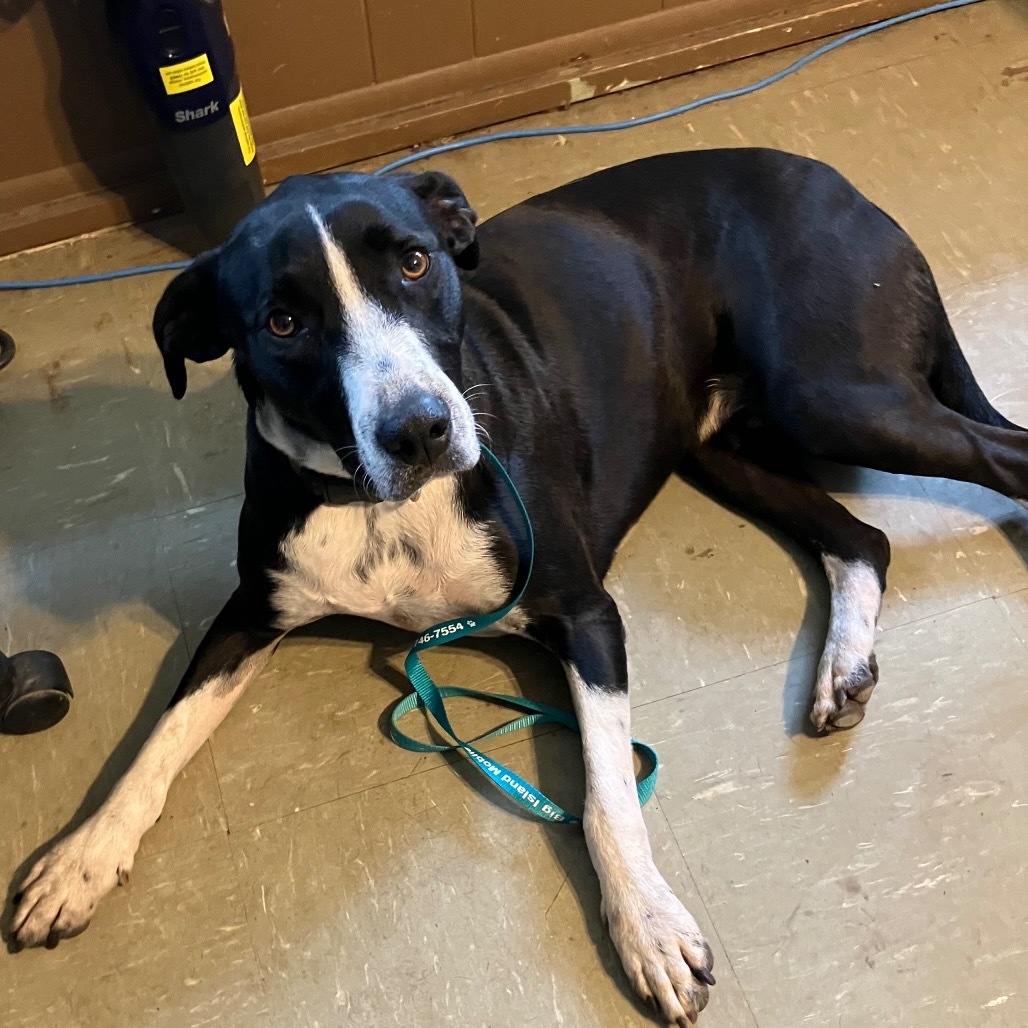 Buddy/ Horton, an adoptable Mixed Breed in Volcano, HI, 96785 | Photo Image 2