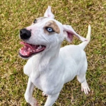 Snowball, an adoptable Mixed Breed in Volcano, HI, 96785 | Photo Image 1