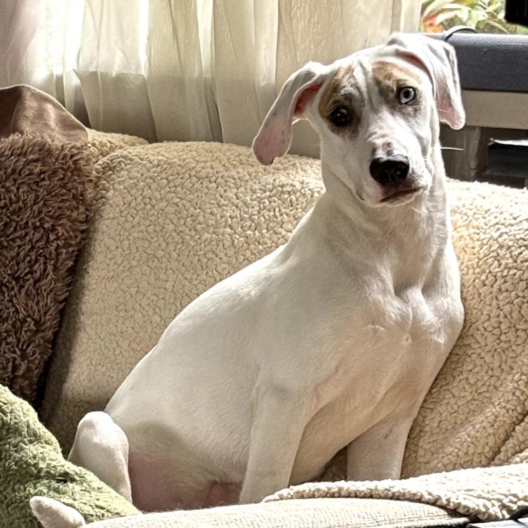 Snowball (Noodles), an adoptable Mixed Breed in Volcano, HI, 96785 | Photo Image 1