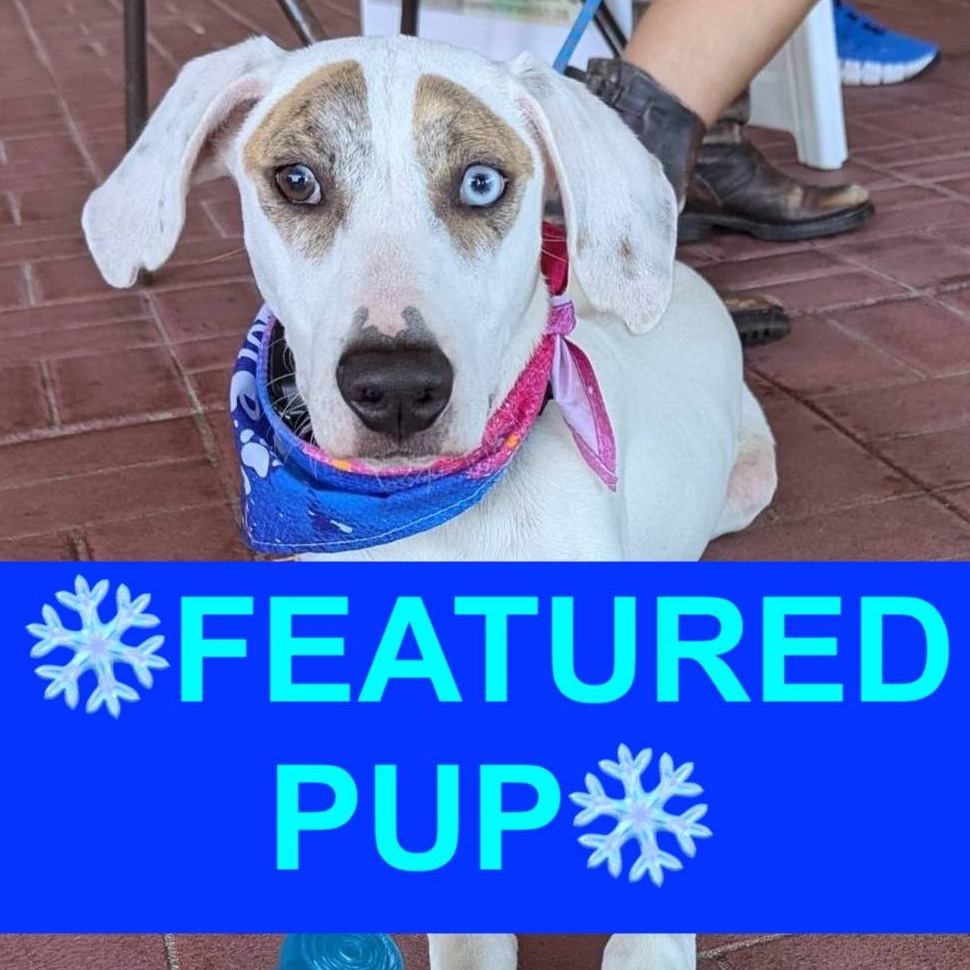 Snowball (Noodles), an adoptable Mixed Breed in Volcano, HI, 96785 | Photo Image 1