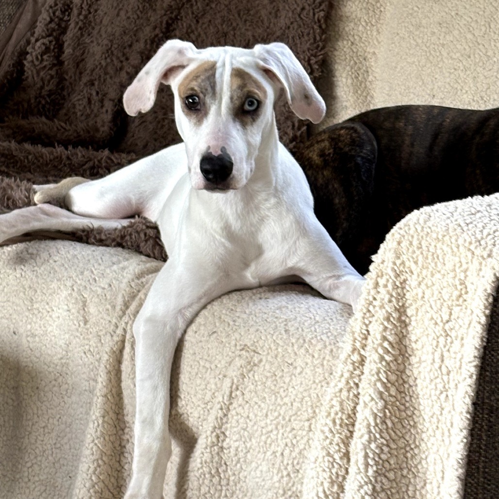 Snowball (Noodles), an adoptable Mixed Breed in Volcano, HI, 96785 | Photo Image 3