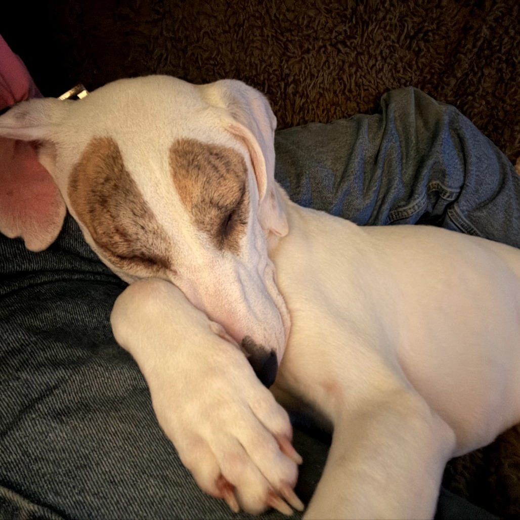 Snowball (Noodles), an adoptable Mixed Breed in Volcano, HI, 96785 | Photo Image 4