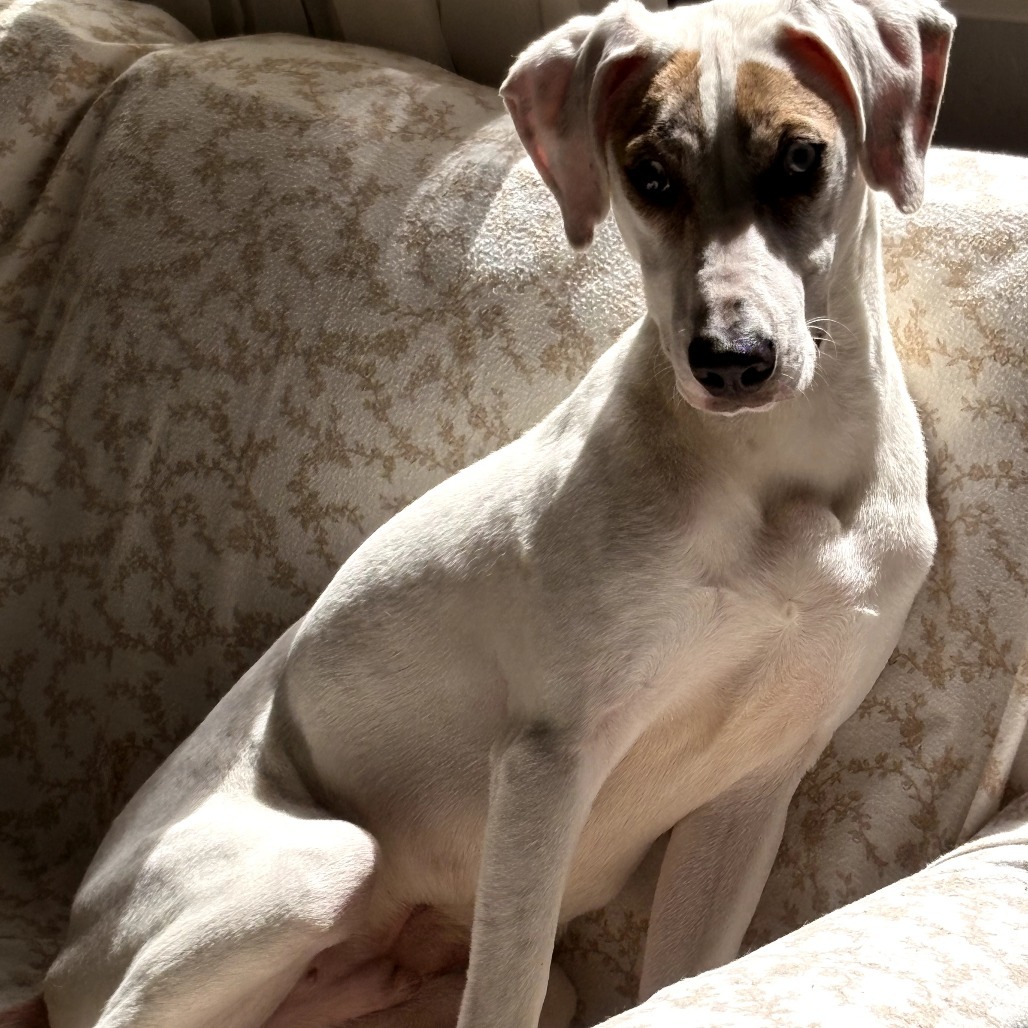 Snowball (Noodles), an adoptable Mixed Breed in Volcano, HI, 96785 | Photo Image 5