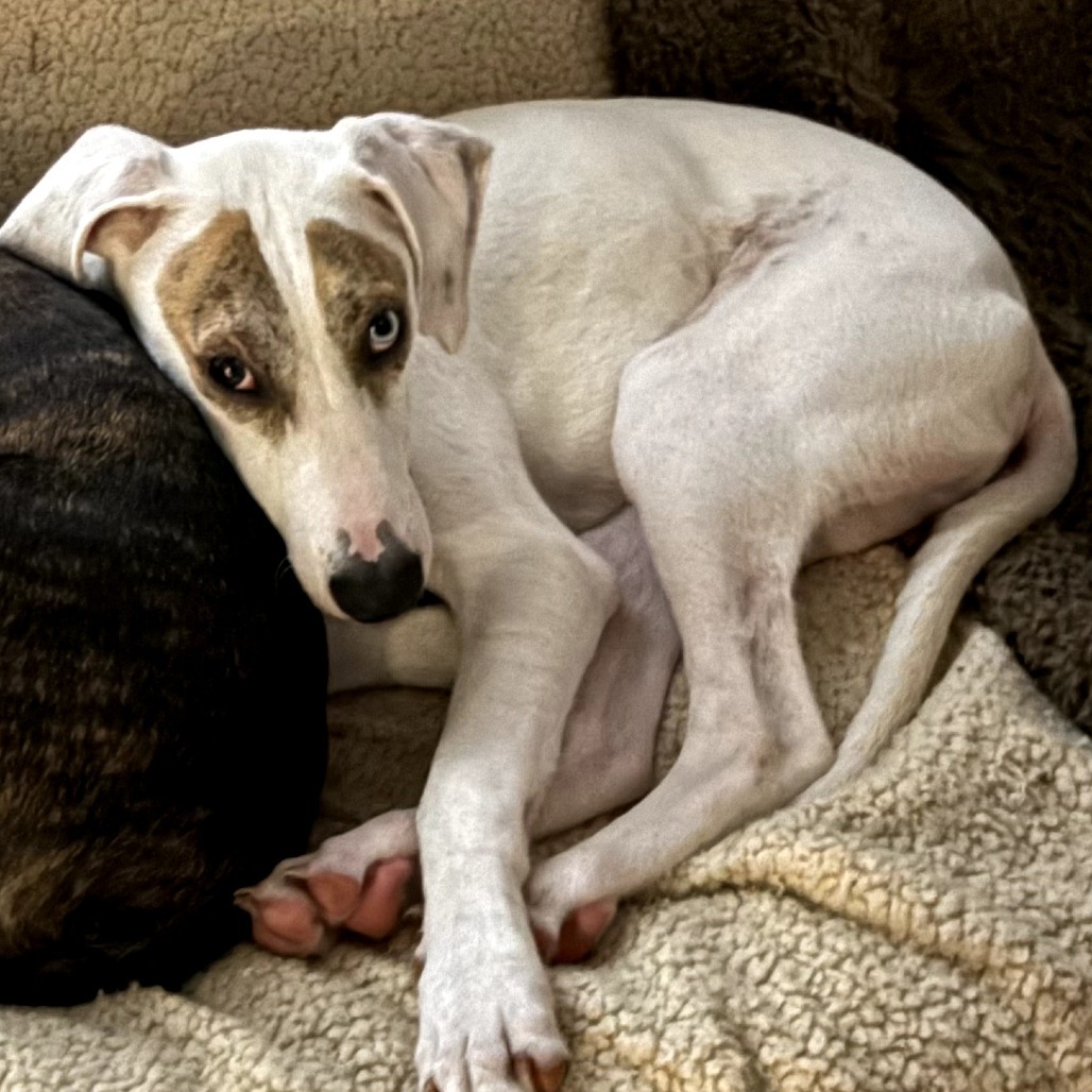 Snowball (Noodles), an adoptable Mixed Breed in Volcano, HI, 96785 | Photo Image 6