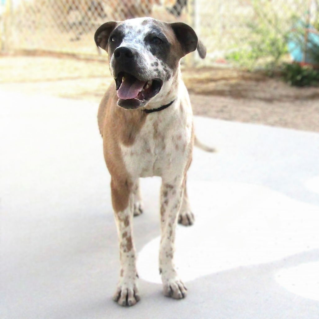 Mayo, an adoptable Mixed Breed in Las Cruces, NM, 88012 | Photo Image 1