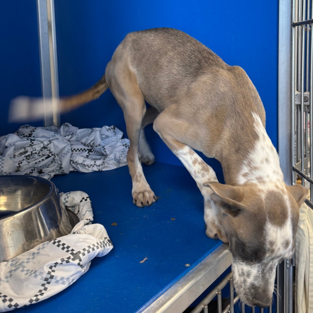 Mayo, an adoptable Mixed Breed in Las Cruces, NM, 88012 | Photo Image 2