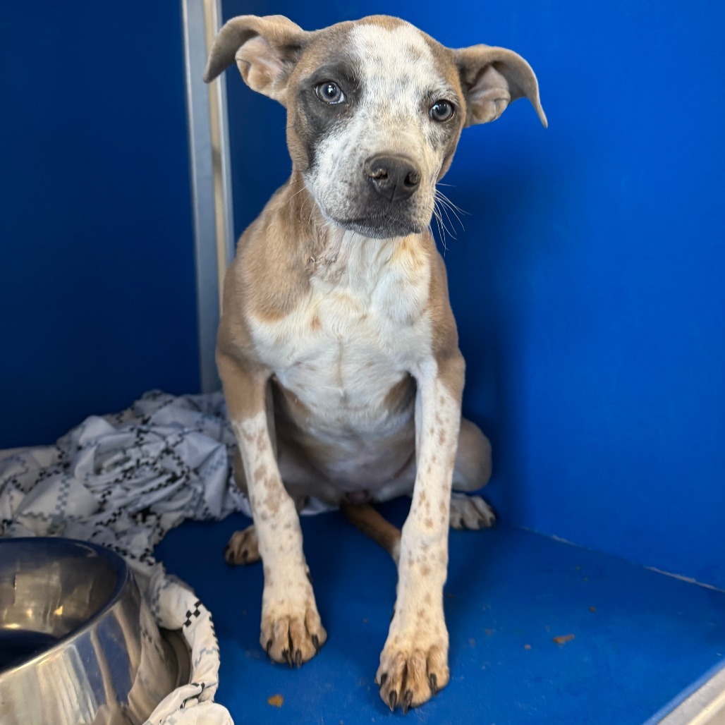 Mayo, an adoptable Mixed Breed in Las Cruces, NM, 88012 | Photo Image 3