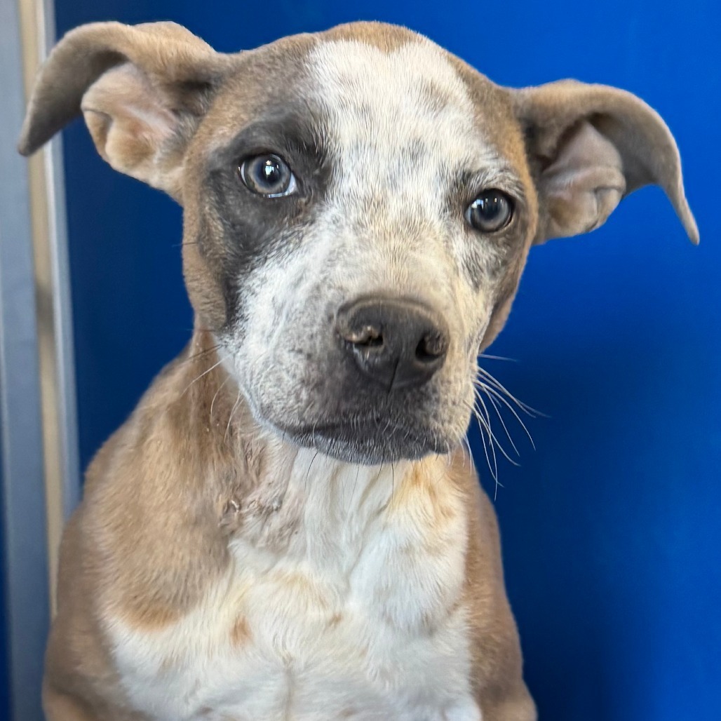 Mayo, an adoptable Mixed Breed in Las Cruces, NM, 88012 | Photo Image 4