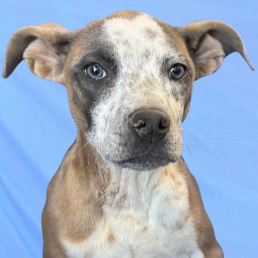 Mayo, an adoptable Mixed Breed in Las Cruces, NM, 88012 | Photo Image 5