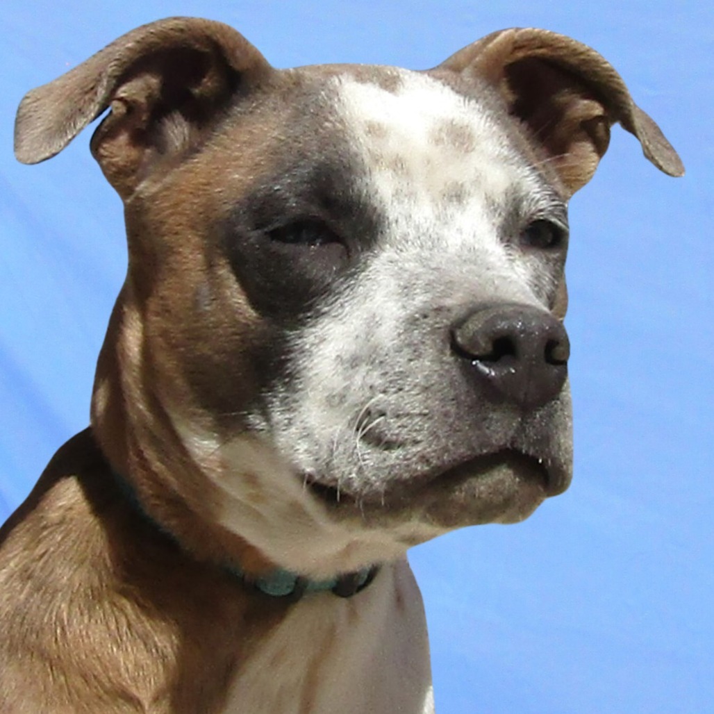 Mayo, an adoptable Mixed Breed in Las Cruces, NM, 88012 | Photo Image 6