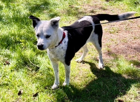 Daisy, an adoptable Border Collie, Labrador Retriever in Thompson Falls, MT, 59873 | Photo Image 1