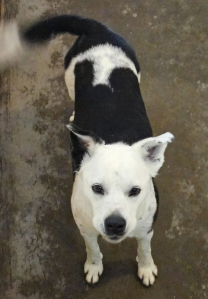 Daisy, an adoptable Border Collie, Labrador Retriever in Thompson Falls, MT, 59873 | Photo Image 2