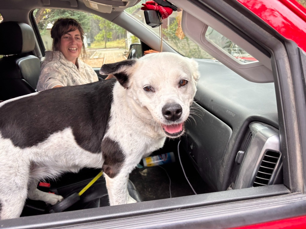 Daisy, an adoptable Border Collie, Labrador Retriever in Thompson Falls, MT, 59873 | Photo Image 3