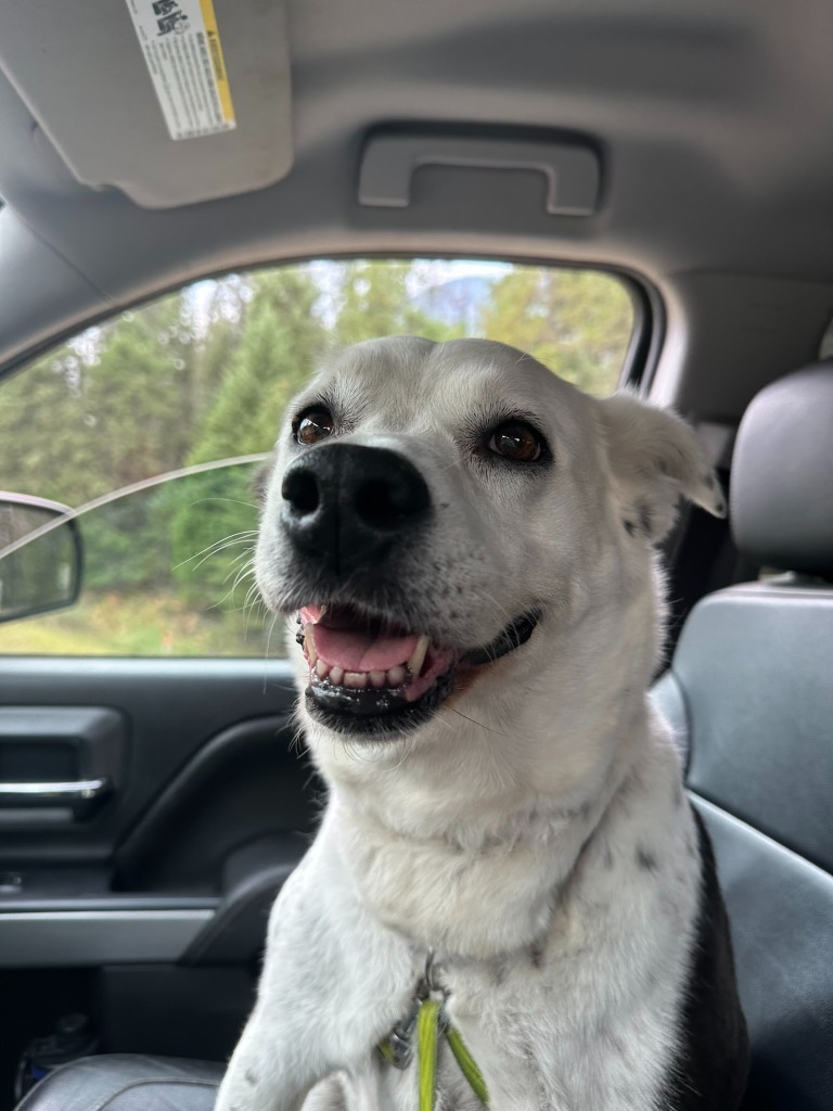 Daisy, an adoptable Border Collie, Labrador Retriever in Thompson Falls, MT, 59873 | Photo Image 4