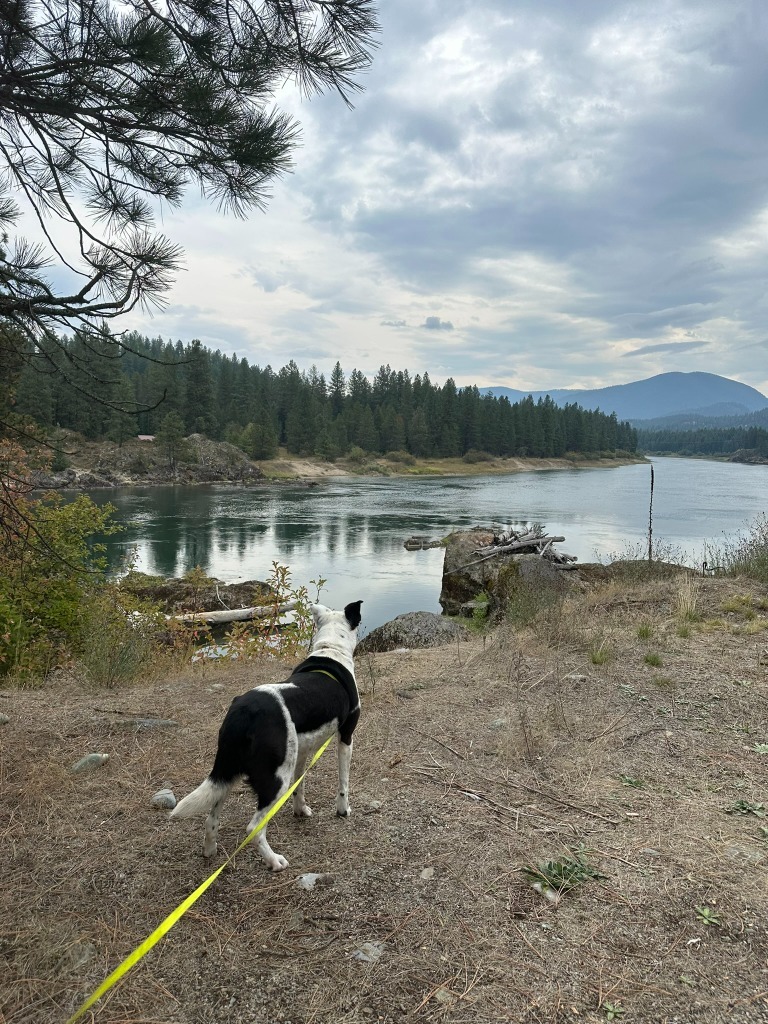 Daisy, an adoptable Border Collie, Labrador Retriever in Thompson Falls, MT, 59873 | Photo Image 5