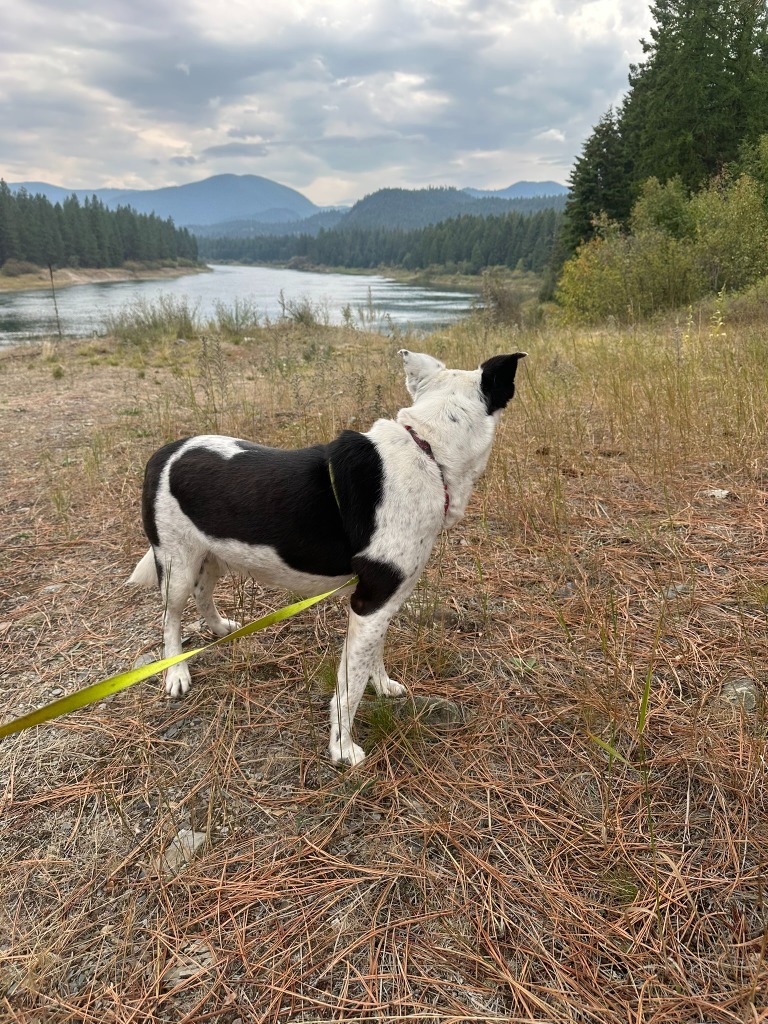 Daisy, an adoptable Border Collie, Labrador Retriever in Thompson Falls, MT, 59873 | Photo Image 6