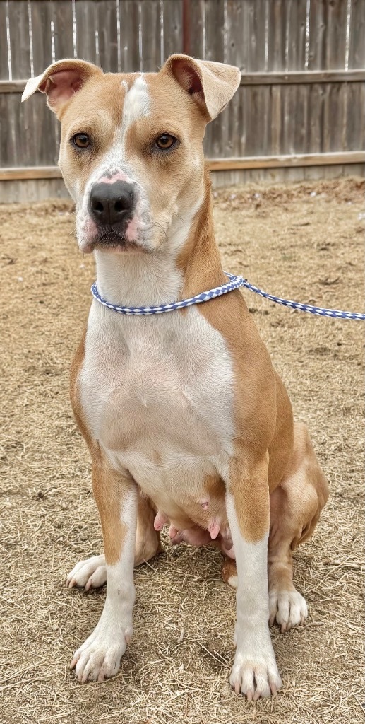 Zna, an adoptable Pit Bull Terrier in Great Bend, KS, 67530 | Photo Image 1