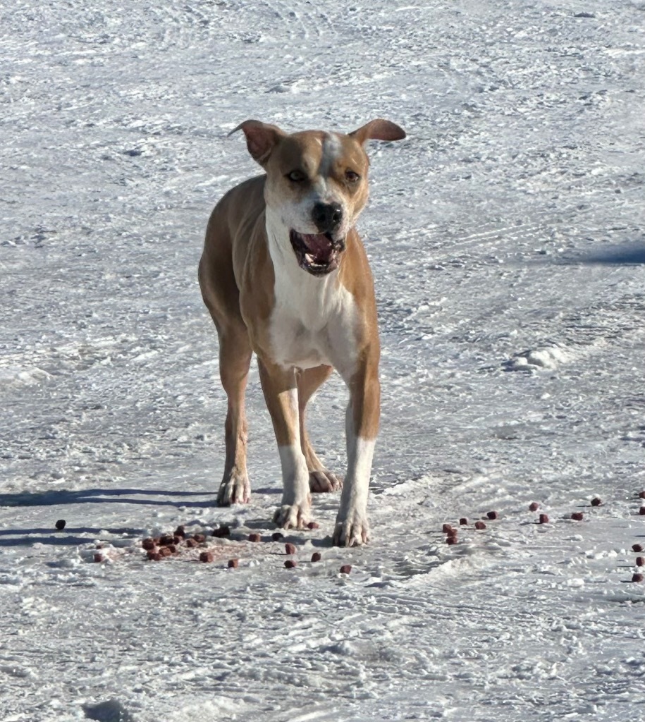 Zna, an adoptable Pit Bull Terrier in Great Bend, KS, 67530 | Photo Image 2