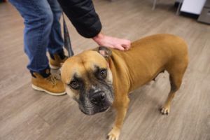 Gemma, Adult Female Mixed Breed