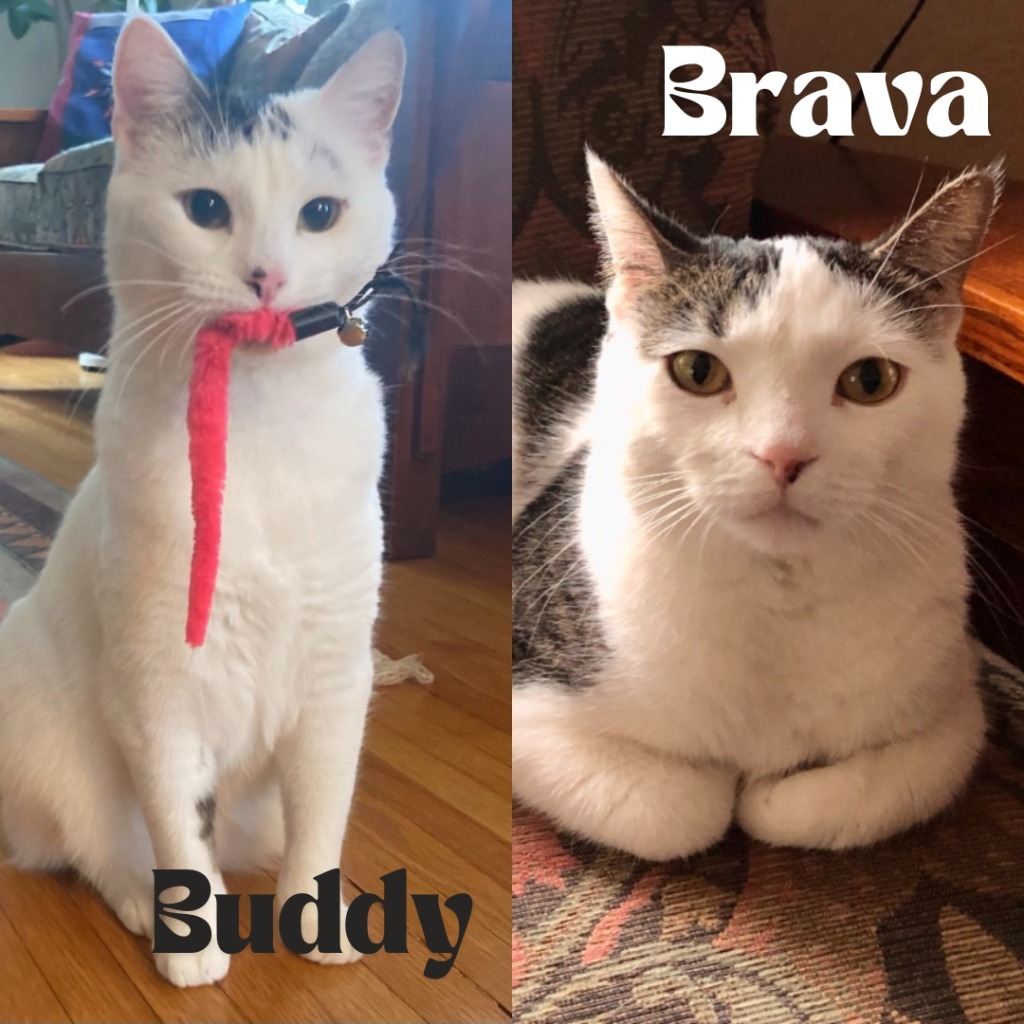 Buddy / Brava