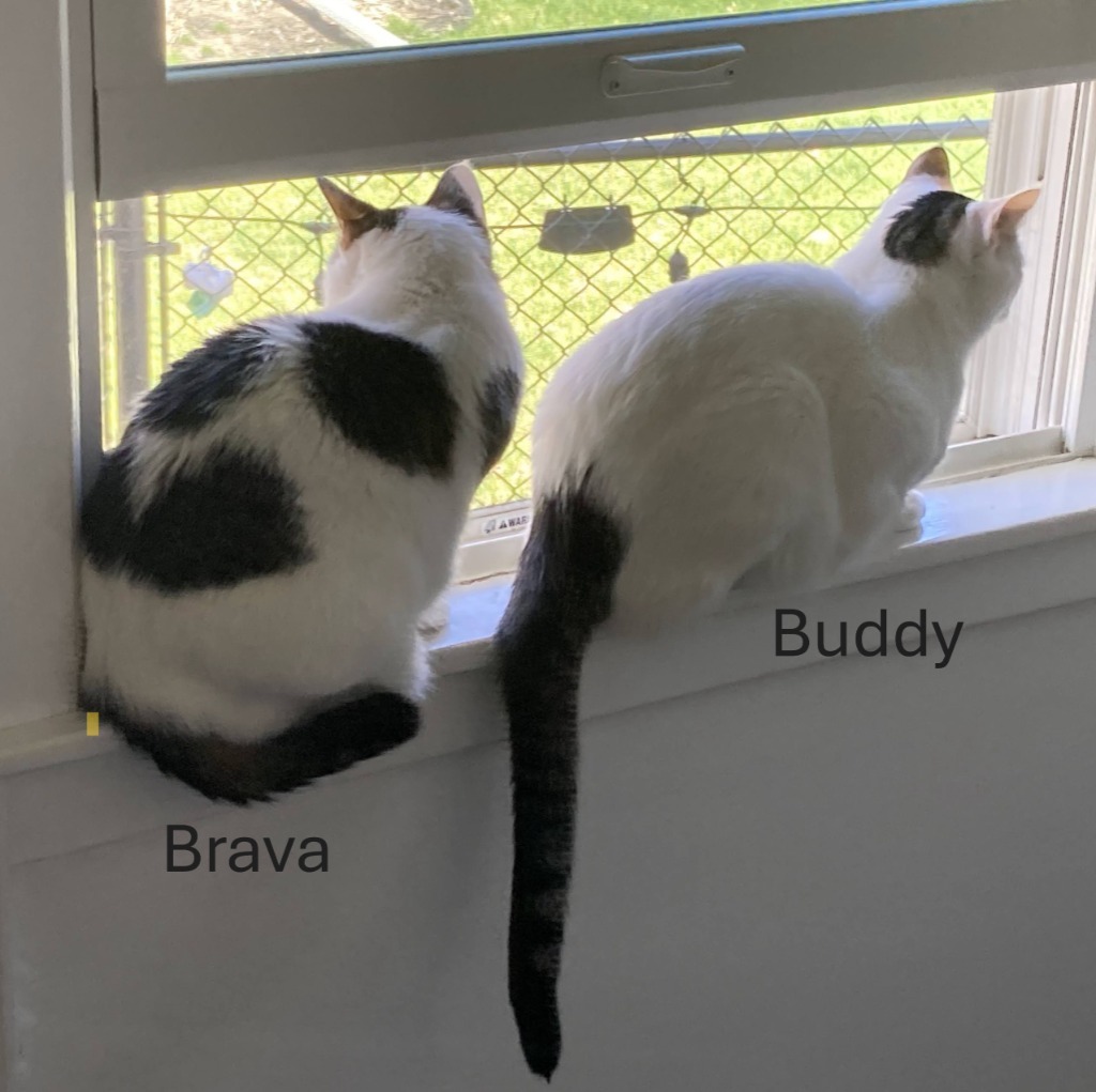 Buddy / Brava