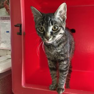 Mona, Young Female Domestic Medium Hair
