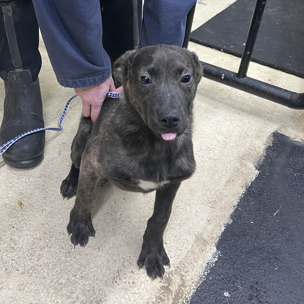 Bart, an adoptable Dutch Shepherd, Mixed Breed in North Battleford, SK, S9A 2M7 | Photo Image 1