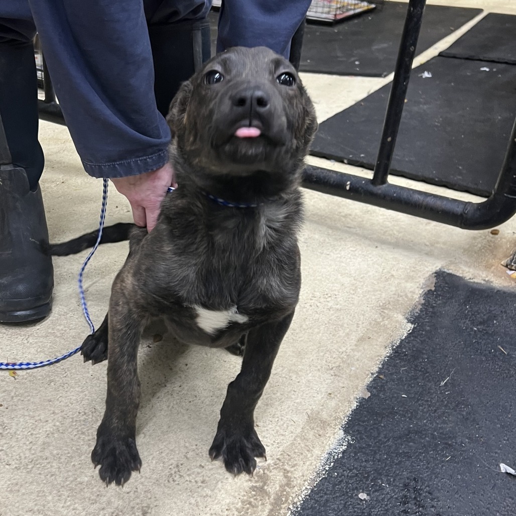 Bart, an adoptable Dutch Shepherd, Mixed Breed in North Battleford, SK, S9A 2M7 | Photo Image 2