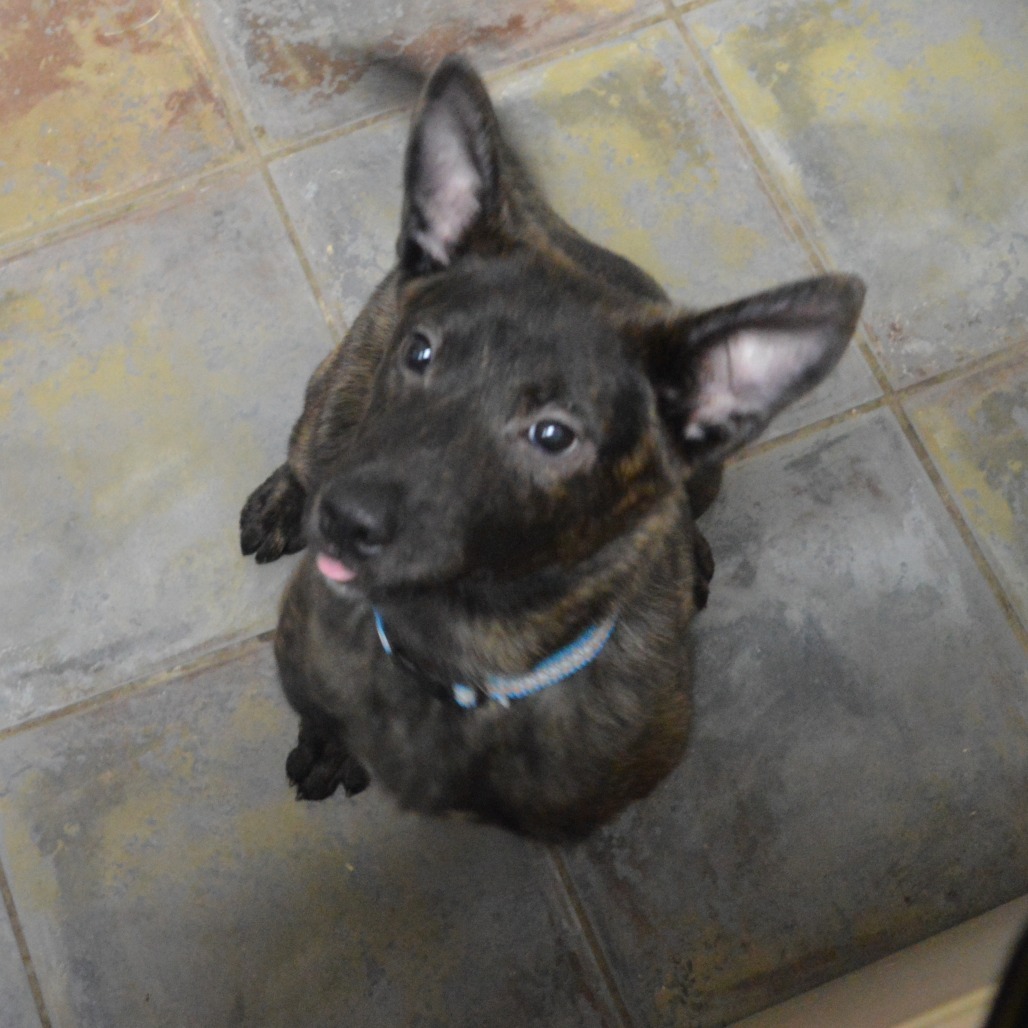 Bart, an adoptable Dutch Shepherd, Mixed Breed in North Battleford, SK, S9A 2M7 | Photo Image 3