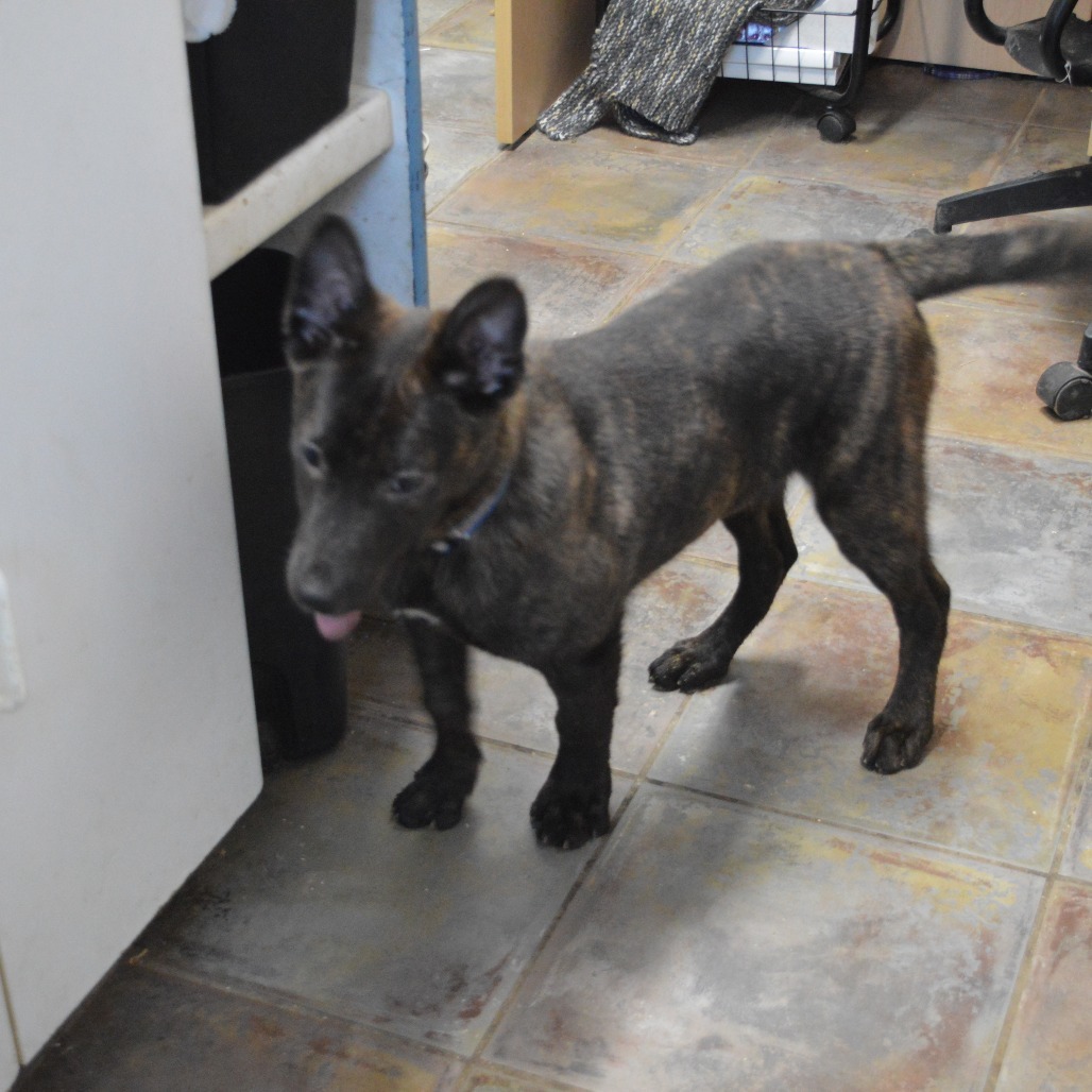 Bart, an adoptable Dutch Shepherd, Mixed Breed in North Battleford, SK, S9A 2M7 | Photo Image 4