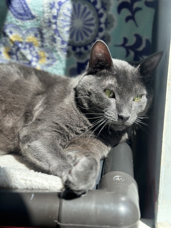 Cheshire, an adoptable Domestic Short Hair in Santa Rosa, CA, 95401 | Photo Image 1